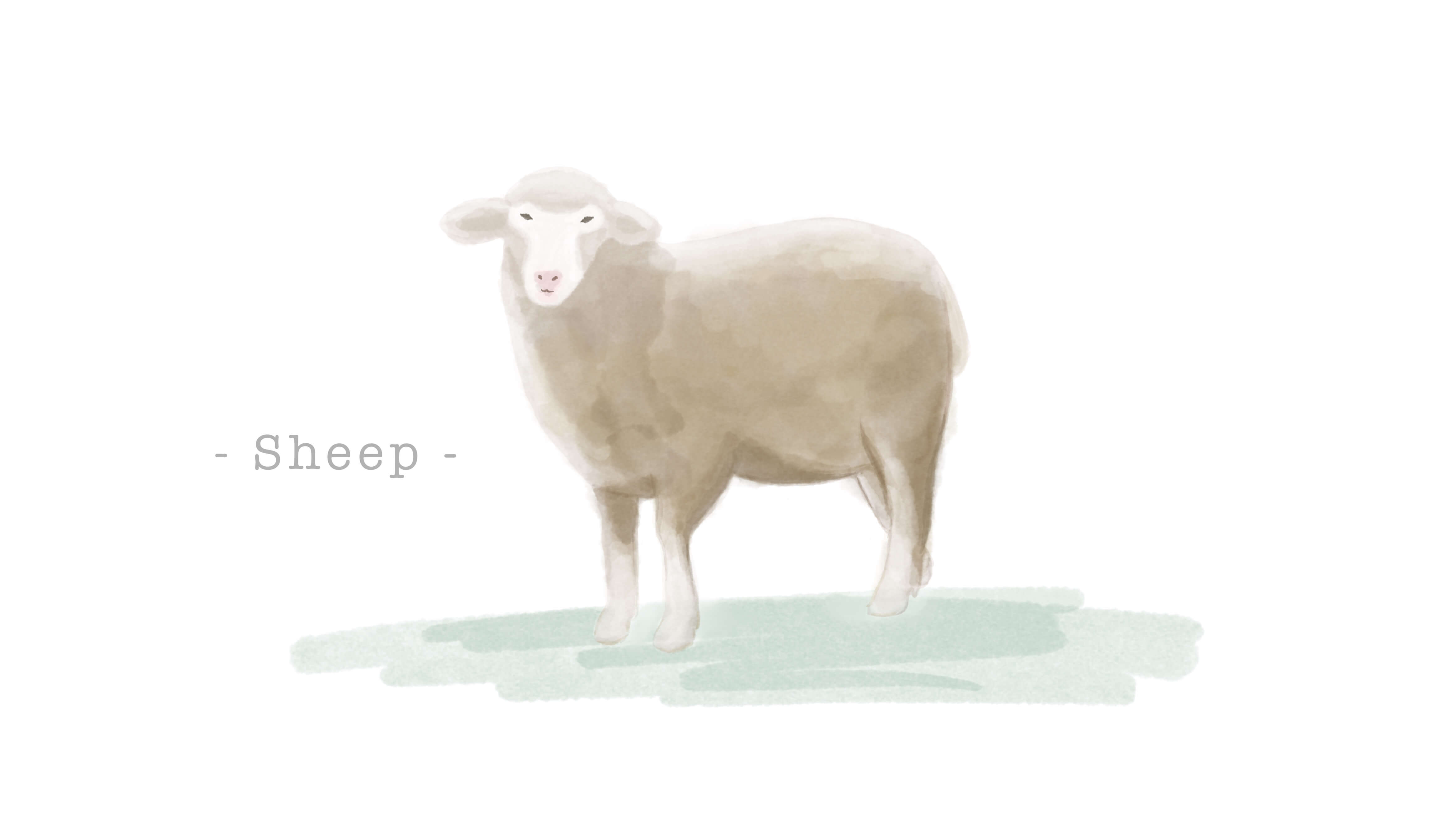 羊革（シープスキン）