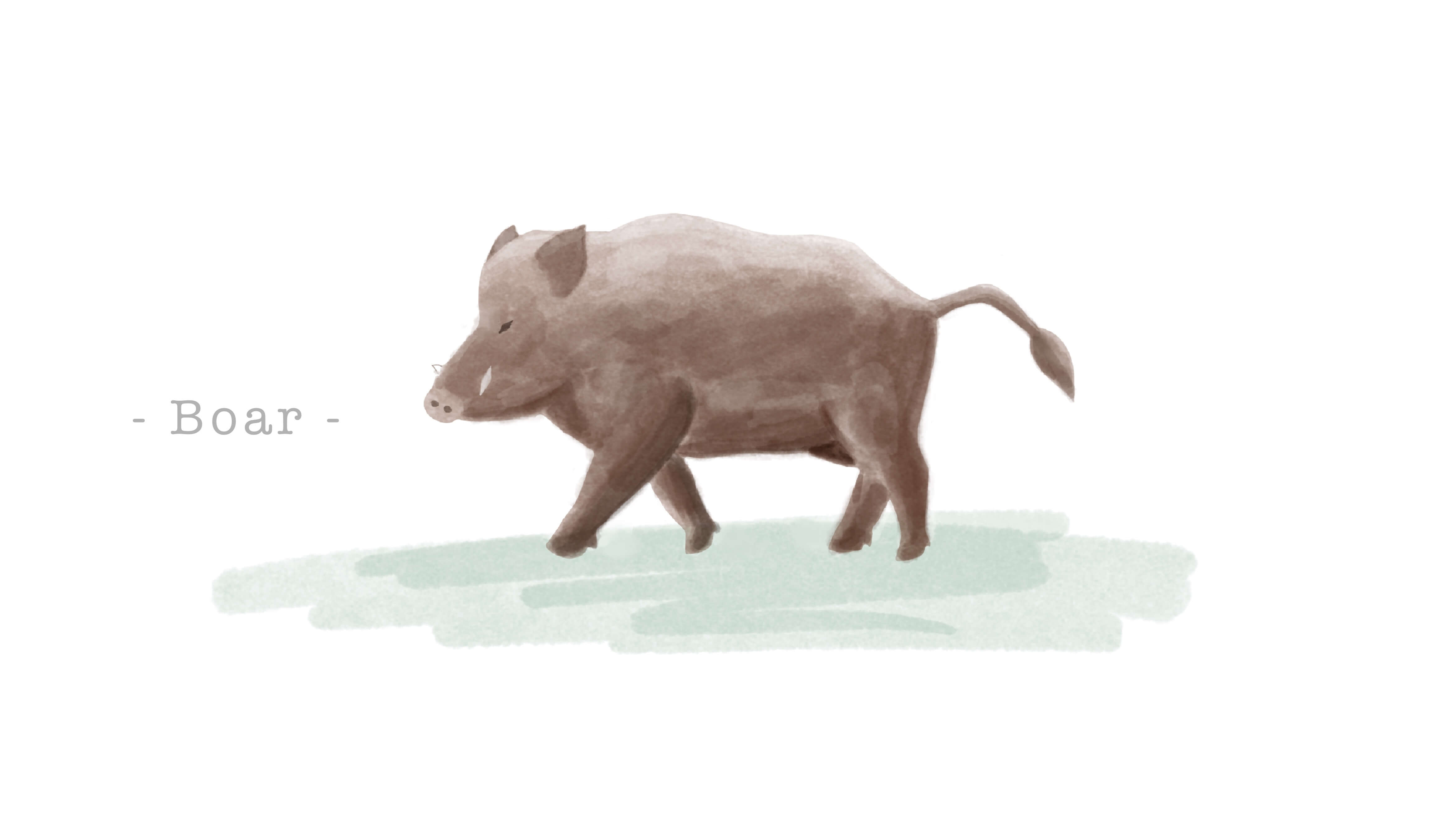 イノシシ革（ペッカリー、チンギアーレ）